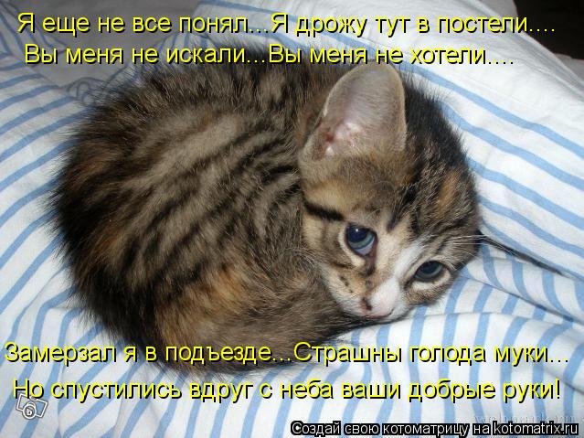 Котоматрица: Я еще не все понял...Я дрожу тут в постели.... Вы меня не искали...Вы меня не хотели.... Замерзал я в подъезде...Страшны голода муки... Но спустились