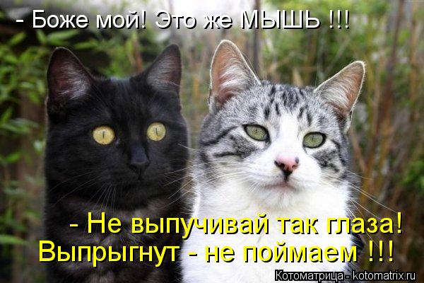 - Боже мой! Это же МЫШЬ !!! - Не выпучивай так глаза! Выпрыгнут - не поймаем !!!... Котоматрица: - Боже мой! Это же МЫШЬ !!! - Не выпучивай так глаза! Выпрыгнут - не поймаем !!!