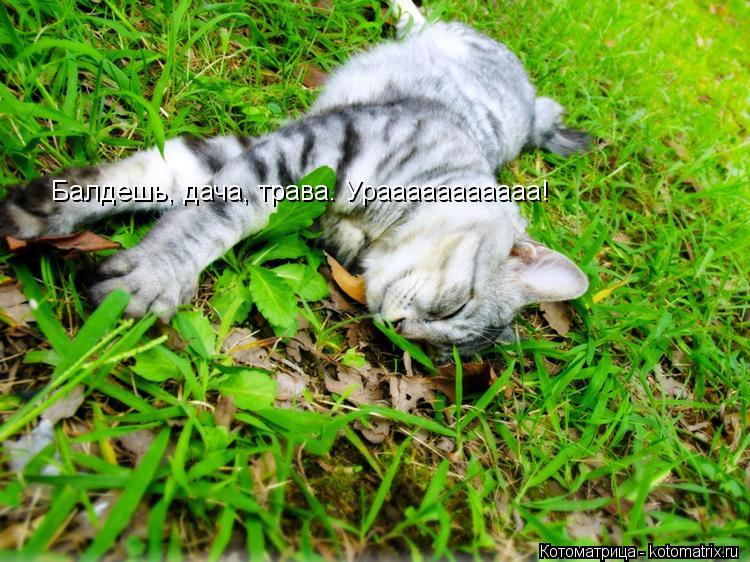 Котоматрица: Балдешь, дача, трава. Урааааааааааа!