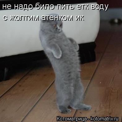 не надо било пить етк воду с жолтим атенком ик... Котоматрица: не надо било пить етк воду с жолтим атенком ик