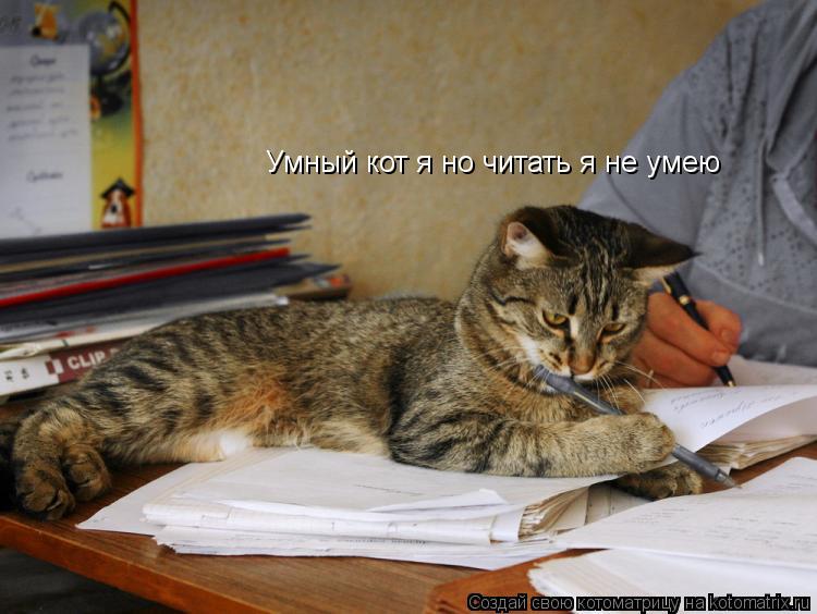 Котоматрица: Умный кот я но читать я не умею