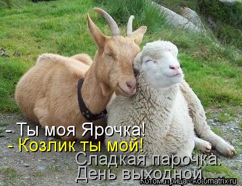 - Ты моя Ярочка! - Козлик ты мой! Сладкая парочка. День выходной.... Котоматрица: - Ты моя Ярочка! - Козлик ты мой! Сладкая парочка. День выходной.