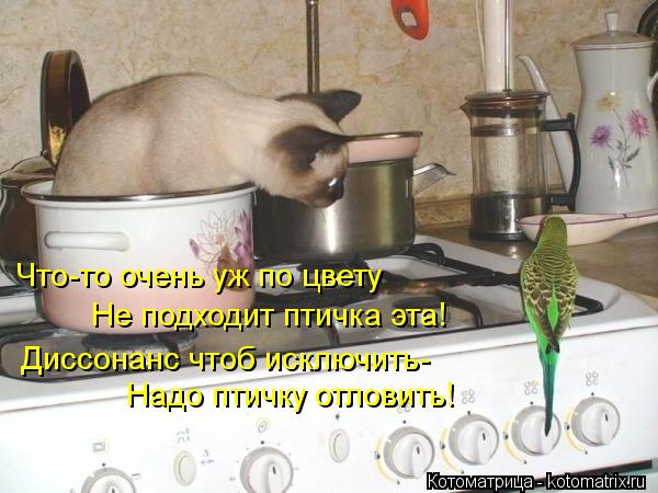 Котоматрица: Что-то очень уж по цвету Не подходит птичка эта! Диссонанс чтоб исключить- Надо птичку отловить!