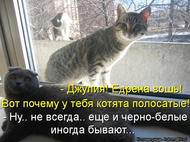 - Ну.. не всегда.. еще и черно-белые иногда бывают... - Джулия! Едрена вошь! Вот почему у тебя котята... Котоматрица: - Ну.. не всегда.. еще и черно-белые иногда бывают... - Джулия! Едрена вошь! Вот почему у тебя котята полосатые!