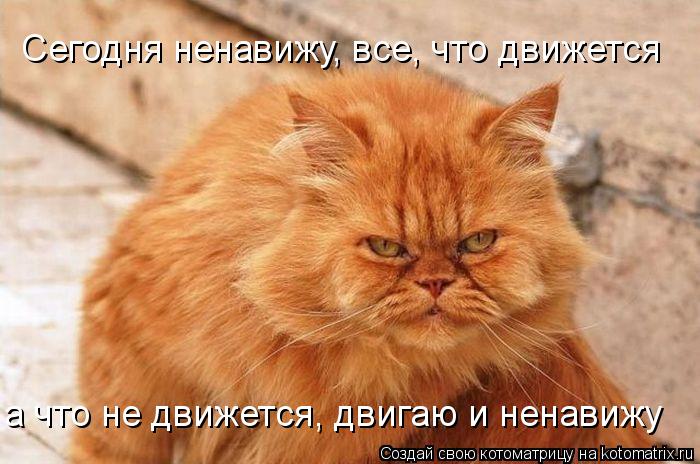 Сегодня ненавижу, все, что движется а что не движется, двигаю и ненавижу... Котоматрица: Сегодня ненавижу, все, что движется а что не движется, двигаю и ненавижу