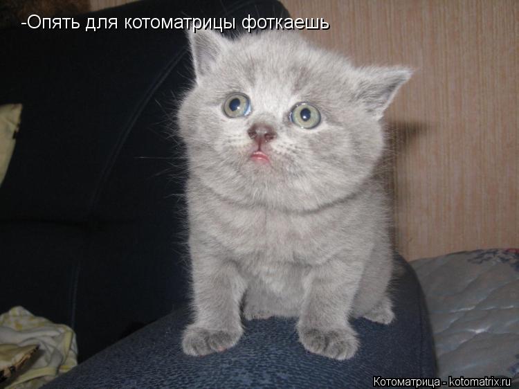 -Опять для котоматрицы фоткаешь... Котоматрица: -Опять для котоматрицы фоткаешь
