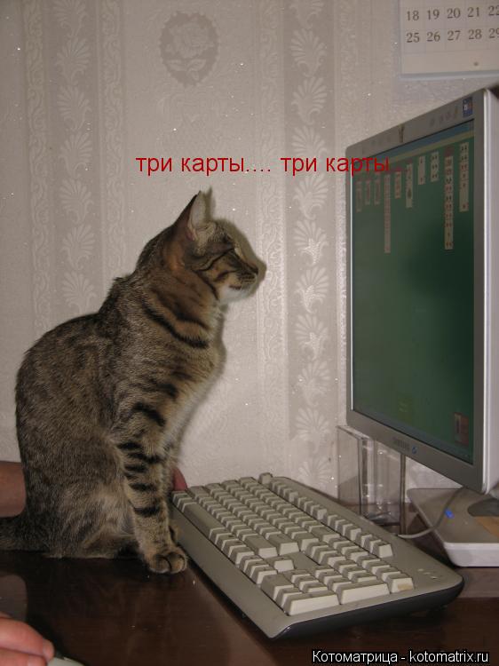 три карты.... три карты...... Котоматрица: три карты.... три карты...