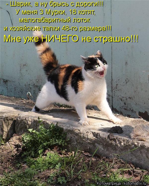 - Шарик, а ну брысь с дороги!!! У меня 3 Мурки, 18 котят, малогабаритный лоток и хозяйские тапки 48-... Котоматрица: - Шарик, а ну брысь с дороги!!! У меня 3 Мурки, 18 котят, малогабаритный лоток и хозяйские тапки 48-го размера!!! Мне уже НИЧЕГО не страшно!!!
