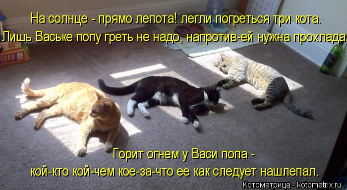 Котоматрица: На солнце - прямо лепота! легли погреться три кота. Лишь Ваське попу греть не надо, напротив-ей нужна прохлада. Горит огнем у Васи попа - кой-к