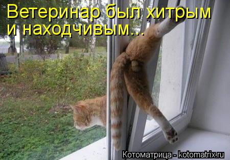 Ветеринар был хитрым и находчивым...... Котоматрица: Ветеринар был хитрым и находчивым...