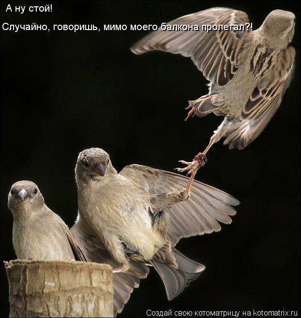 Котоматрица: А ну стой! Случайно, говоришь, мимо моего балкона пролетал?!