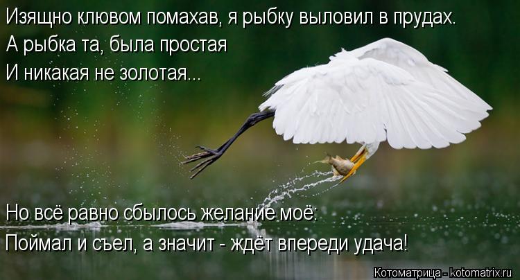Изящно клювом помахав, я рыбку выловил в прудах. А рыбка та, была простая И никакая не золотая... Но ... Котоматрица: Изящно клювом помахав, я рыбку выловил в прудах. А рыбка та, была простая И никакая не золотая... Но всё равно сбылось желание моё: Поймал и съ