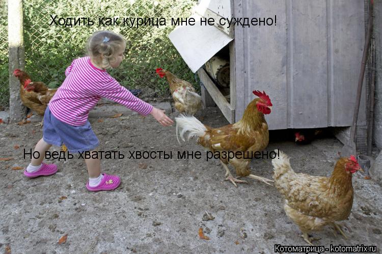 Ходить как курица мне не суждено! Но ведь хватать хвосты мне разрешено!... Котоматрица: Ходить как курица мне не суждено! Но ведь хватать хвосты мне разрешено!