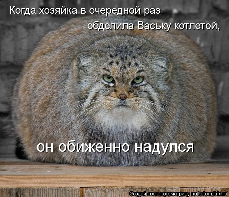 Когда хозяйка в очередной раз обделила Ваську котлетой, он обиженно надулся... Котоматрица: Когда хозяйка в очередной раз обделила Ваську котлетой, он обиженно надулся