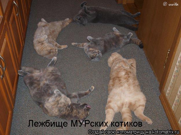 Котоматрица: Лежбище МУРских котиков