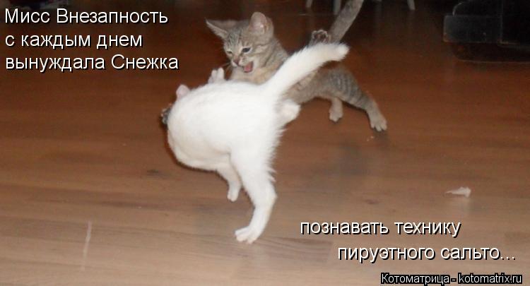 Котоматрица: Мисс Внезапность с каждым днем вынуждала Снежка познавать технику пируэтного сальто...