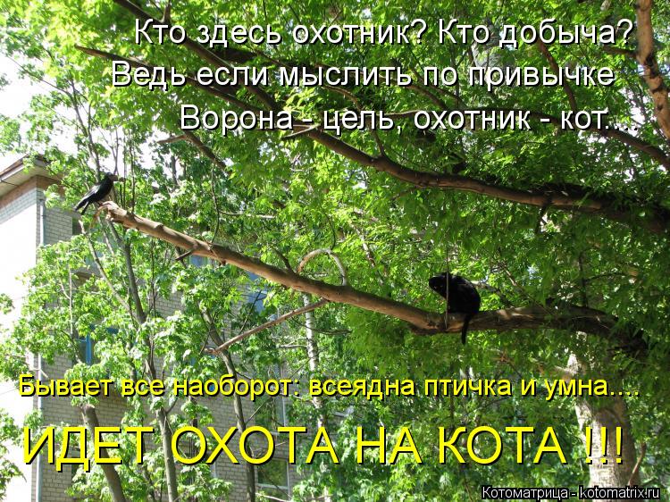 Кто здесь охотник? Кто добыча? Ведь если мыслить по привычке Ворона - цель, охотник - кот.... Бывает ... Котоматрица: Кто здесь охотник? Кто добыча? Ведь если мыслить по привычке Ворона - цель, охотник - кот.... Бывает все наоборот: всеядна птичка и умна.... ИДЕТ