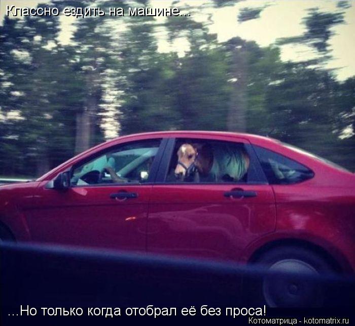Классно ездить на машине... ...Но только когда отобрал её без проса!... Котоматрица: Классно ездить на машине... ...Но только когда отобрал её без проса!