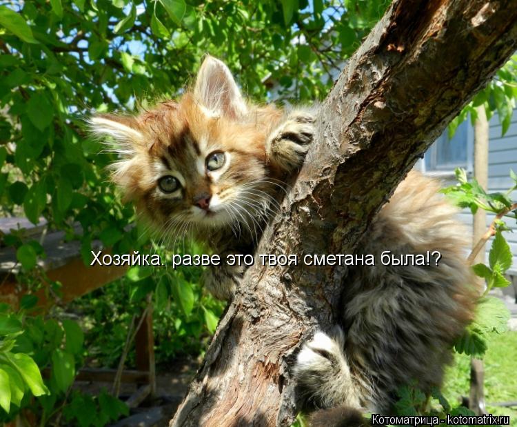 Хозяйка. разве это твоя сметана была!?... Котоматрица: Хозяйка. разве это твоя сметана была!?