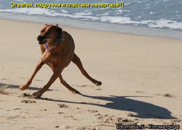 Эгеегей, подружки я классики начертила!!!... Котоматрица: Эгеегей, подружки я классики начертила!!!