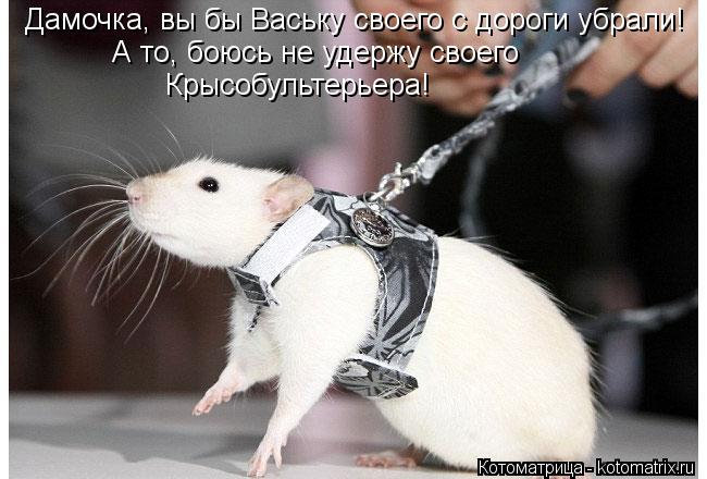 Дамочка, вы бы Ваську своего с дороги убрали! А то, боюсь не удержу своего Крысобультерьера!... Котоматрица: Дамочка, вы бы Ваську своего с дороги убрали! А то, боюсь не удержу своего Крысобультерьера!