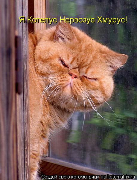 Котоматрица: Я Котелус Нервозус Хмурус!
