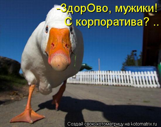 -ЗдорОво, мужики! С корпоратива? ..... Котоматрица: -ЗдорОво, мужики! С корпоратива? ..