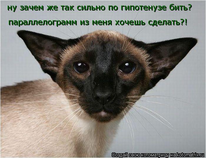ну зачем же так сильно по гипотенузе бить? параллелограмм из меня хочешь сделать?!... Котоматрица: ну зачем же так сильно по гипотенузе бить? параллелограмм из меня хочешь сделать?!