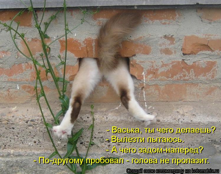 Котоматрица: - Васька, ты чего делаешь? - Вылезти пытаюсь. - А чего задом-наперед? - По-другому пробовал - голова не пролазит.
