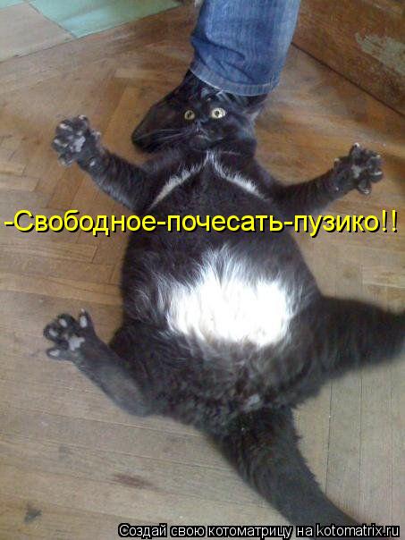 -Свободное-почесать-пузико!!... Котоматрица: -Свободное-почесать-пузико!!