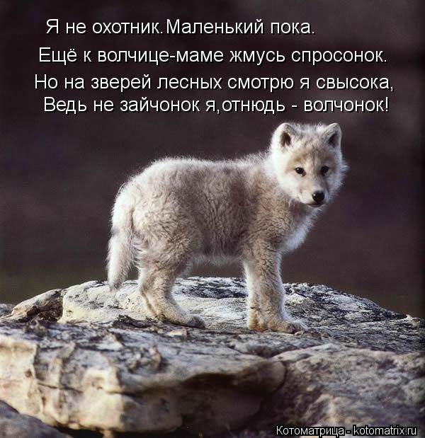 Я не охотник.Маленький пока. Ещё к волчице-маме жмусь спросонок. Но на зверей лесных смотрю я свысока... Котоматрица: Я не охотник.Маленький пока. Ещё к волчице-маме жмусь спросонок. Но на зверей лесных смотрю я свысока, Ведь не зайчонок я,отнюдь - волчонок!