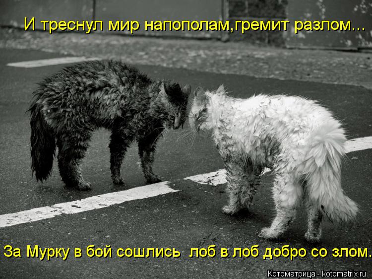 И треснул мир напополам,гремит разлом... За Мурку в бой сошлись лоб в лоб добро со злом.... Котоматрица: И треснул мир напополам,гремит разлом... За Мурку в бой сошлись лоб в лоб добро со злом.