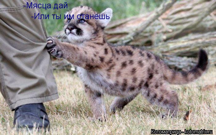-Или ты им станешь -Мясца дай... Котоматрица: -Или ты им станешь -Мясца дай