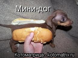 Мини-дог... Котоматрица: Мини-дог