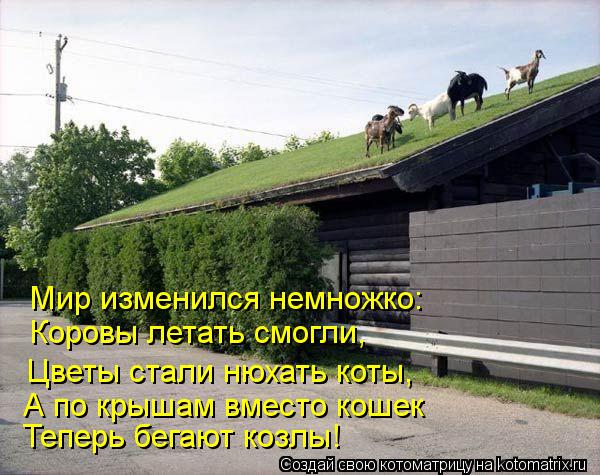 Теперь бегают козлы! А по крышам вместо кошек Коровы летать смогли, Мир изменился немножко: Цветы ста... Котоматрица: Теперь бегают козлы! А по крышам вместо кошек Коровы летать смогли, Мир изменился немножко: Цветы стали нюхать коты,