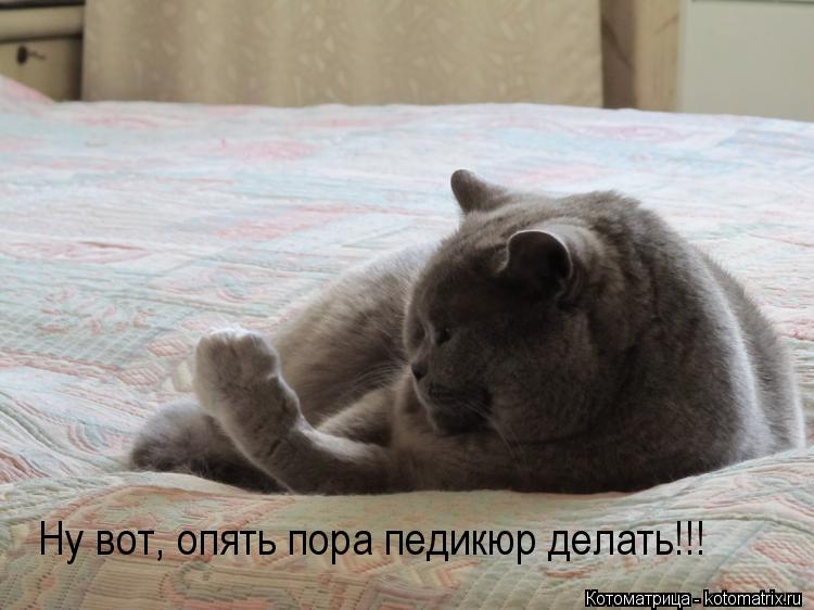 Ну вот, опять пора педикюр делать!!!... Котоматрица: Ну вот, опять пора педикюр делать!!!