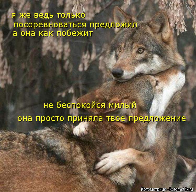 я же ведь только посоревноваться предложил а она как побежит не беспокойся милый она просто приняла ... Котоматрица: я же ведь только посоревноваться предложил а она как побежит не беспокойся милый она просто приняла твое предложение