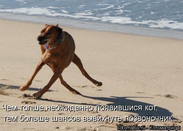 Котоматрица: Чем толше неожиданно появившися кот, тем больше шансов вывихнуть позвоночник.