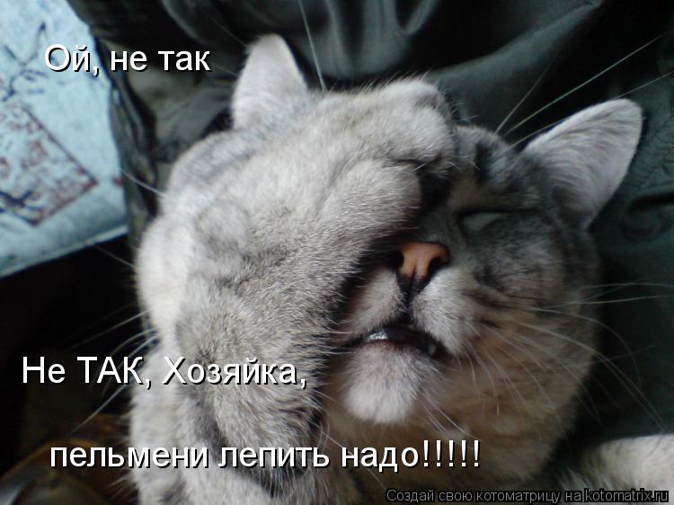 Ой, не так Не ТАК, Хозяйка, пельмени лепить надо!!!!!... Котоматрица: Ой, не так Не ТАК, Хозяйка, пельмени лепить надо!!!!!