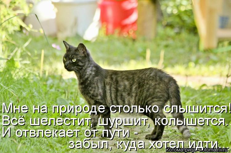 И отвлекает от пути - забыл, куда хотел идти... Мне на природе столько слышится! Всё шелестит, шурши... Котоматрица: И отвлекает от пути - забыл, куда хотел идти... Мне на природе столько слышится! Всё шелестит, шуршит, колышется...