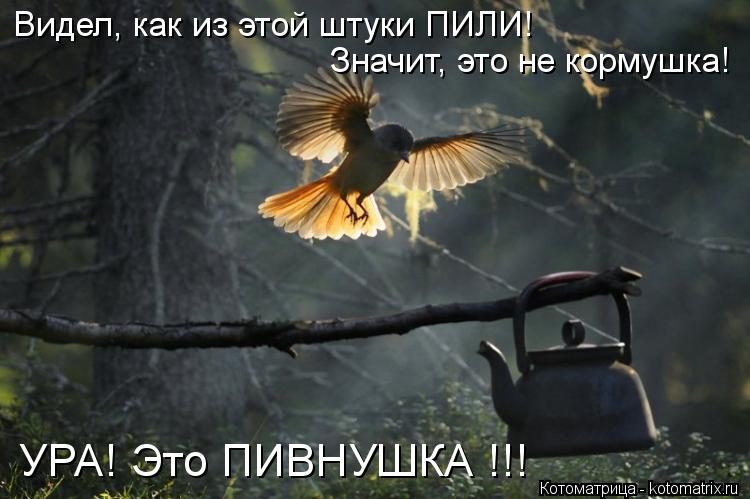 Видел, как из этой штуки ПИЛИ! Значит, это не кормушка! УРА! Это ПИВНУШКА !!!... Котоматрица: Видел, как из этой штуки ПИЛИ! Значит, это не кормушка! УРА! Это ПИВНУШКА !!!