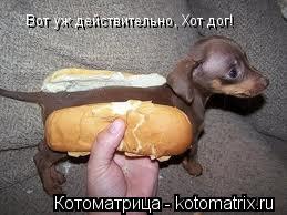 Вот уж действительно, Хот дог!... Котоматрица: Вот уж действительно, Хот дог!