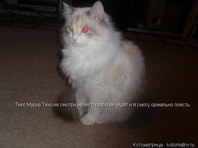 Котоматрица: Тихо Мурка Тихо не смотри на него скоро он уйдёт и я смогу ормально поесть