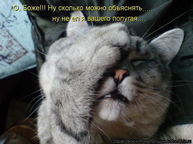 О, Боже!!! Ну сколько можно объяснять ..... ну не ел я вашего попугая....... Котоматрица: О, Боже!!! Ну сколько можно объяснять ..... ну не ел я вашего попугая....