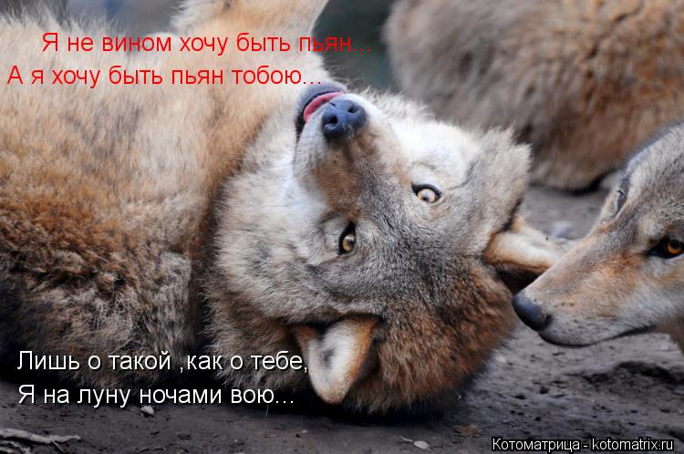 Я не вином хочу быть пьян... А я хочу быть пьян тобою... Лишь о такой ,как о тебе, Я на луну ночами в... Котоматрица: Я не вином хочу быть пьян... А я хочу быть пьян тобою... Лишь о такой ,как о тебе, Я на луну ночами вою...
