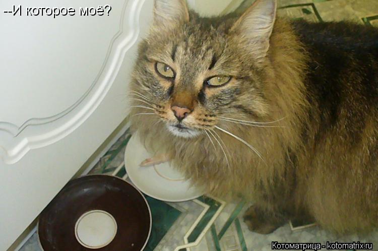 Котоматрица: --И которое моё?