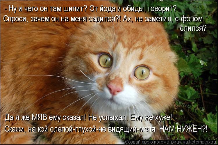 - Ну и чего он там шипит? От йода и обиды, говорит? Спроси, зачем он на меня садился?! Ах, не заметил... Котоматрица: - Ну и чего он там шипит? От йода и обиды, говорит? Спроси, зачем он на меня садился?! Ах, не заметил, с фоном слился? Да я же МЯВ ему сказал! Не у