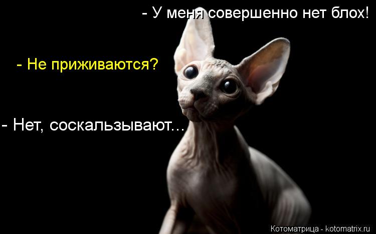 - У меня совершенно нет блох! - Нет, соскальзывают... - Не приживаются?... Котоматрица: - У меня совершенно нет блох! - Нет, соскальзывают... - Не приживаются?