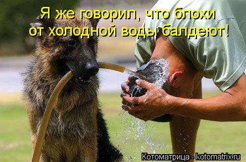 Котоматрица: Я же говорил, что блохи от холодной воды балдеют!