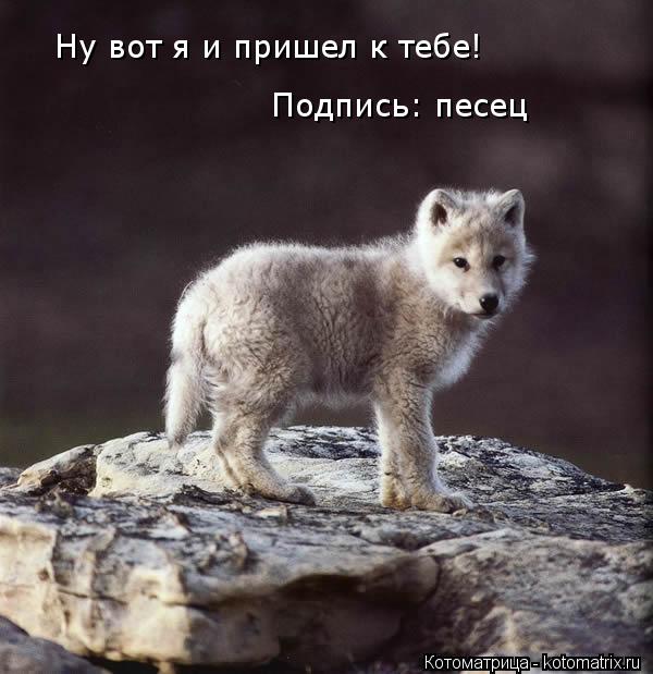 Ну вот я и пришел к тебе! Подпись: песец... Котоматрица: Ну вот я и пришел к тебе! Подпись: песец